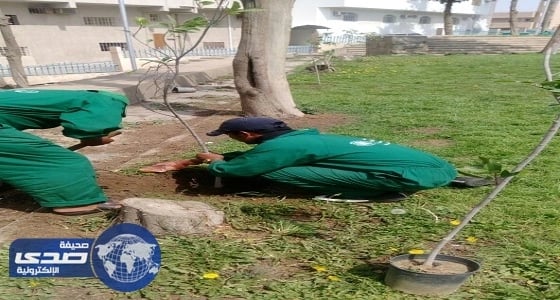 بالصور.. أمانة عسير تزين ميادين وشوارع أبها بـ67 ألف زهرة