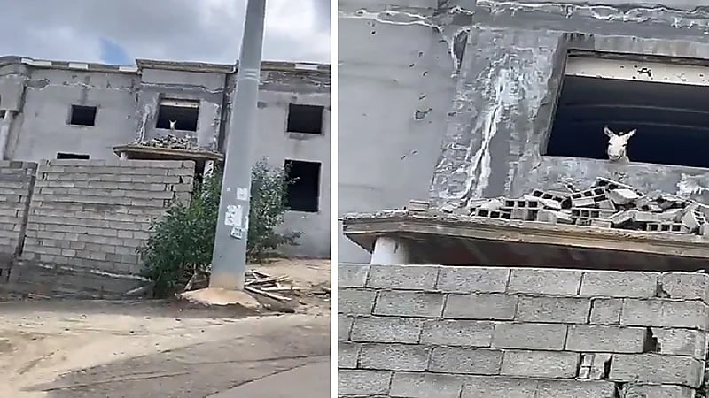 حمار يطل من نافذة منزل قيد الإنشاء .. فيديو