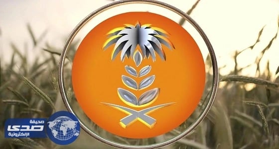 ترسية الدفعة الـ 6 من الشعير العلفي المستورد لهذا العام