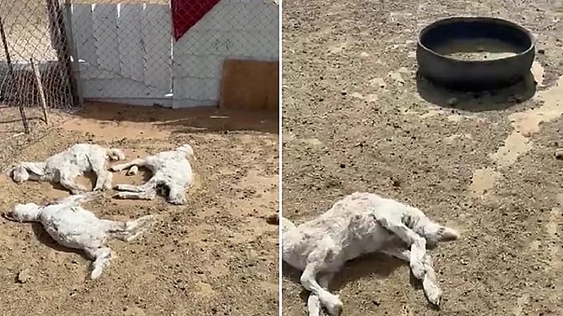 بالفيديو.. الكلاب الضالة تقتل أغنام بحظائر الرس ومخاوف على الأطفال والأهالي