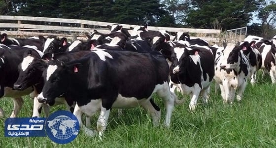 قطر تواجه أزمة الألبان بالأبقار الألمانية عقب قطع العلاقات