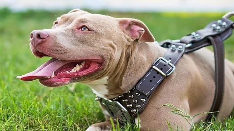 كلب شرس يصيب طفلا بـ 150 غرزة