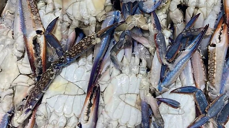 ‎التجارة : ضبط منشأة زورت صلاحية 264 طنًا من المأكولات البحرية .. فيديو