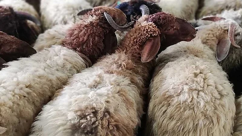 إطلاق خدمة الحجز الإلكتروني في 8 مواقع لبيع الأضاحي بالرياض