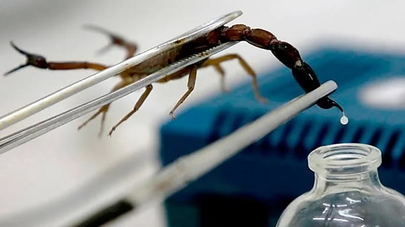 "سم العقارب" ينهي كورونا ومتغيراته