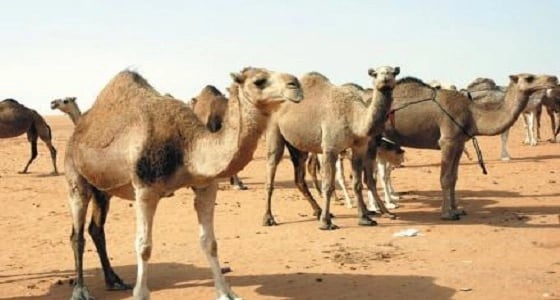 الحكم الشرعي في عقائر الإبل والغنم بين المتخاصمين