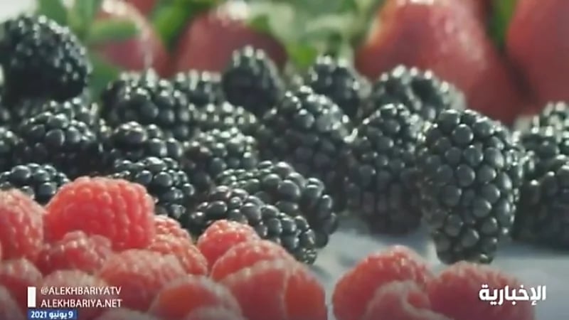 بالفيديو.. مزارعو القصيم ينجحون بجني التوت باستخدام الطاقة النظيفة