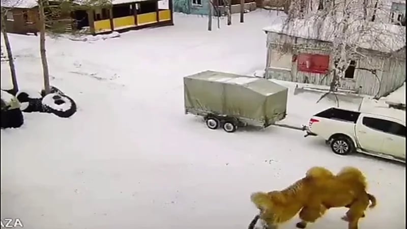 شاهد.. جمل يقتل حارس مستودع في روسيا