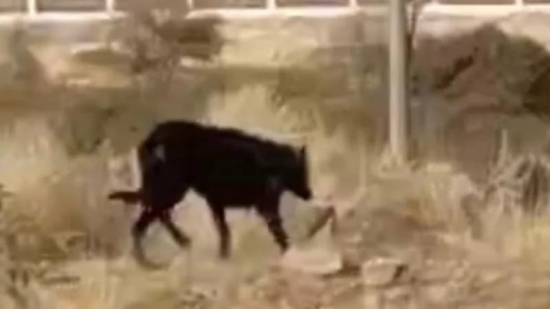 تشكيل فريق ميداني بأحد رفيدة للبحث عن كلب المربع السياحي