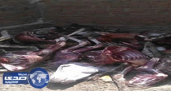 ⁠⁠⁠⁠⁠بالصور.. العثور على بقايا 25 حمارًا مذبوحًا داخل مخزن بمدينة مصرية