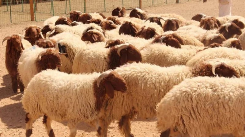 حكم بيع جلد الأضحية أو إعطاؤه أجرًا للجزار