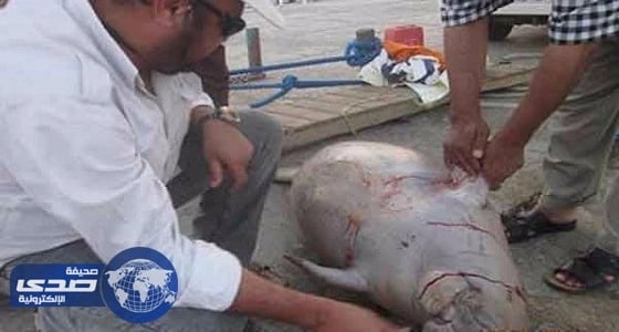 محميات البحر الأحمر المصرية تعثر على عروس بحر نافقة بالغردقة