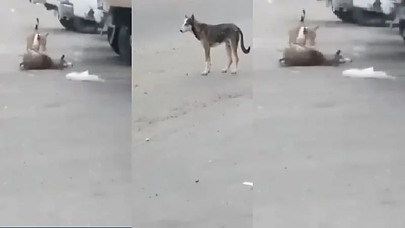 القبض على قاتل الكلاب في الداير