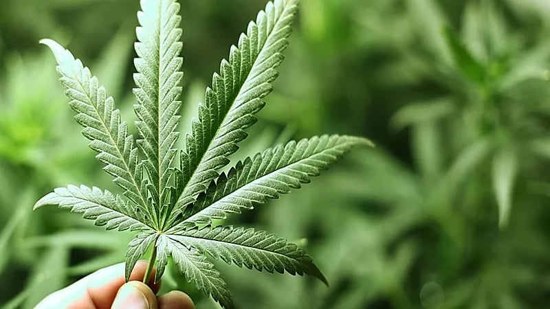 إنشاء مصنع للحشيش في المغرب