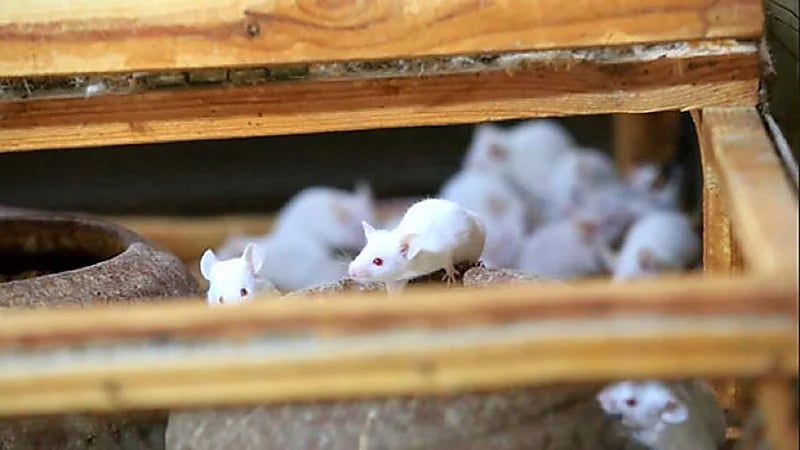 مزارع يحرق الفئران حية بعد تسببها في تلف محاصيله!