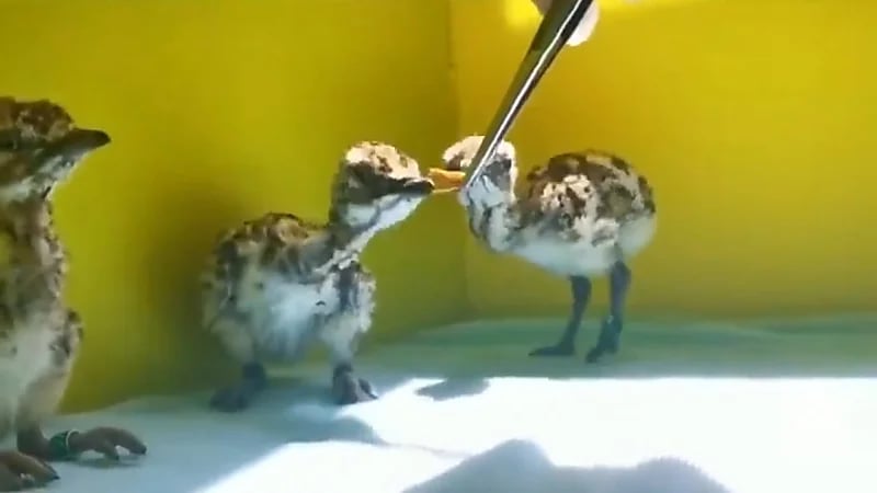 بالفيديو.. طريقة إطعام فراخ طيور «الحبارى» ضمن برنامج إعادة الإكثار