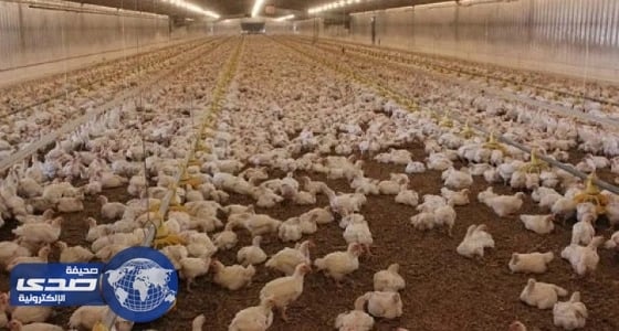 رفع حظر استيراد الطيور الحية من 4 دول