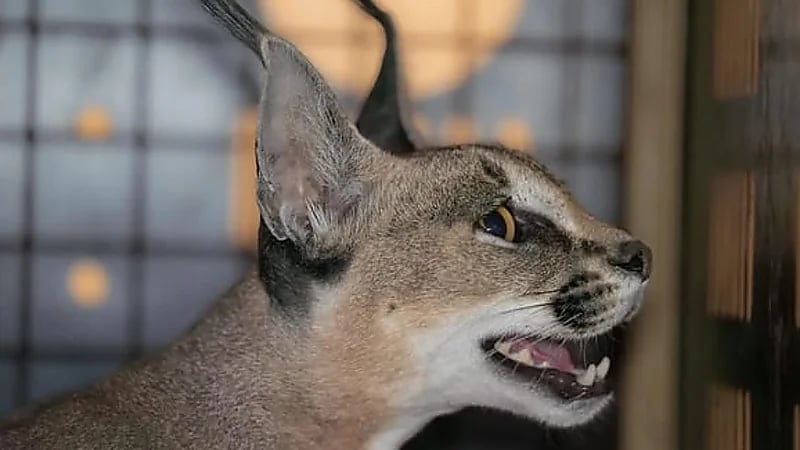 تسجيل أول حالة ولادة للوشق في مركز الأمير سعود الفيصل بالطائف .. صور