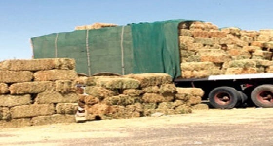 الوزارات تتهرب من مسؤولية ارتفاع سعر الأعلاف.. والأزمة تتزايد