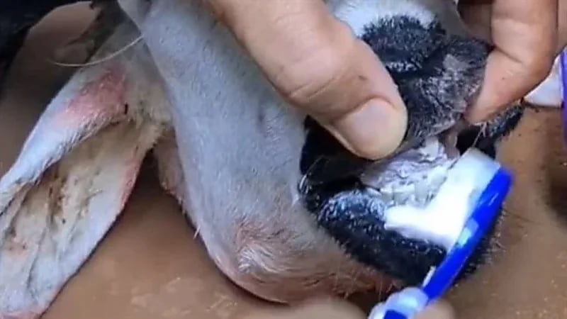 شخص ينظف أسنان خروف بالفرشة والمعجون .. صور