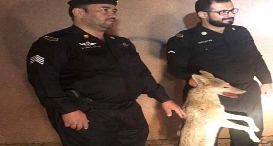 بالصور.. أمن حفر الباطن يطيح بـ " ذئبًا سائبًا "