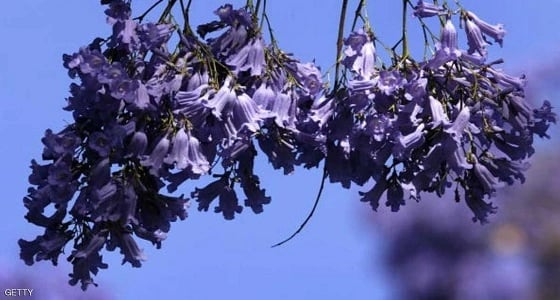 الورود تتسبب في أزمة مرورية