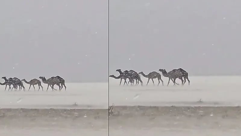 مشهد نادر.. جمل تحت عاصفة مطرية وبردية جنوب الحناكية ..فيديو