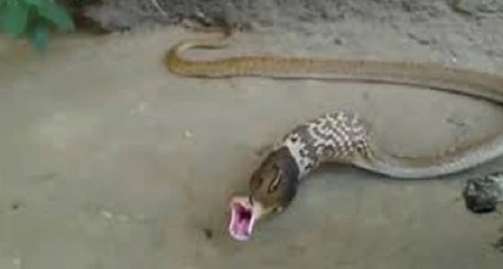 بالفيديو.. أفعى تلفظ 3 بيضات من فمها لتستطيع الهرب