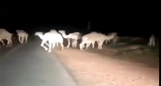 بالفيديو.. إبل سائبة تنتشر على الطريق العام في سدير