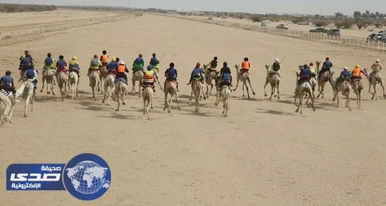 بالصور.. اختتام سباقات الهجن للمصيف