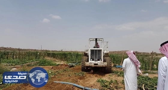 بالفيديو والصور.. استمرار تجريف مزارع تُروى بمياه الصرف بالطائف