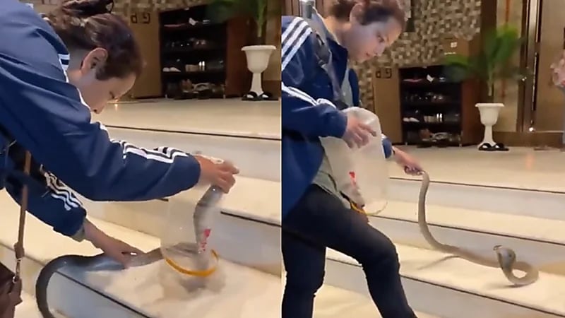 فيديو..فتاة تمسك بكوبرا شديد السمية في أقل من دقيقة