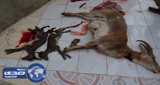 صيادون يخرجون «أجنة» غزال من بطن أمه