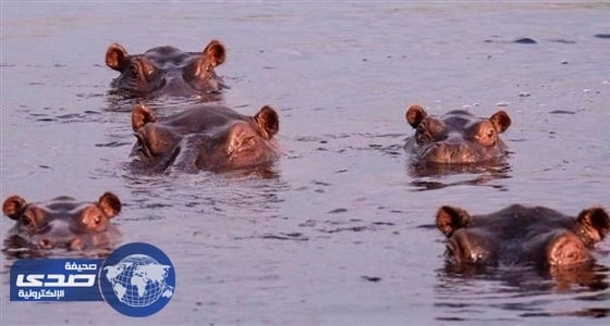 نفوق مئة فرس نهر في ناميبيا بسبب الجمرة الخبيثة