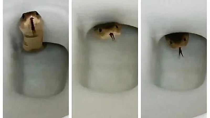 بالفيديو.. لحظة تسلل ثعبان سام عبر مقعد مرحاض داخل منزل سكني