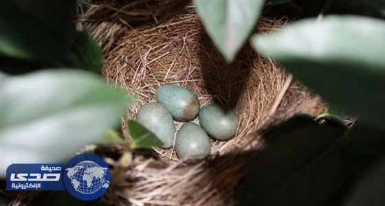 استدعاء ملايين البيض في هولندا