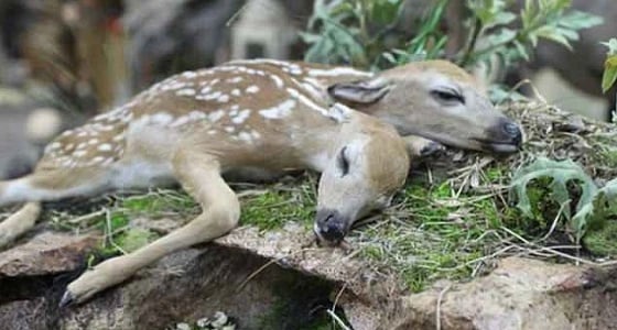 ولادة نادرة لغزالة برأسين في البرية