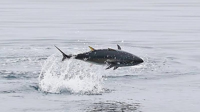 فزع على شاطئ بسبب سمكة تونة