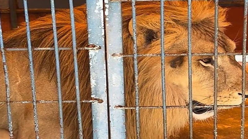 ضبط مقيم لعرضه كائنات فطرية بحائل