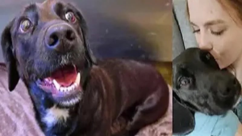 كلبة تختفي من مطار أمريكي وتظهر بمطار الرياض