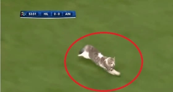 بالفيديو.. قط يقتحم مباراة " الهلال والعين "
