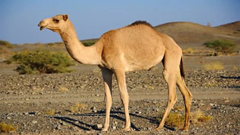 هل شحم الإبل غير ضار للشخص السليم ؟ .. "النمر" يجيب