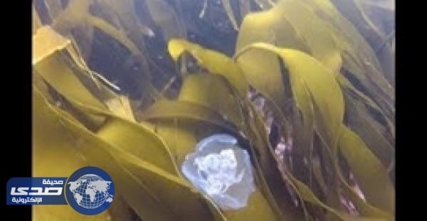 فيديو مٌذهل لقناديل البحر تحاصر غواصا