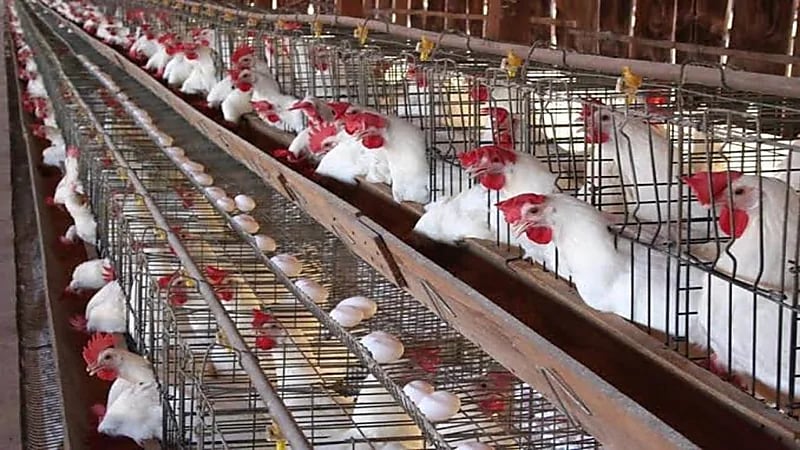 رفع الحظر المؤقت على استيراد البيض ولحوم الدواجن من بولندا