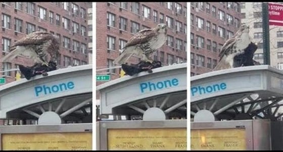 بالفيديو.. صقر جائع يفترس حمامة حية