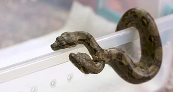 بالصور.. أفعى برأسين وقلبين