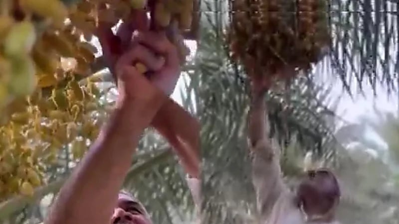 مزارعو الأحساء يستعدون لضخ إنتاجهم من الرطب للأسواق.. فيديو