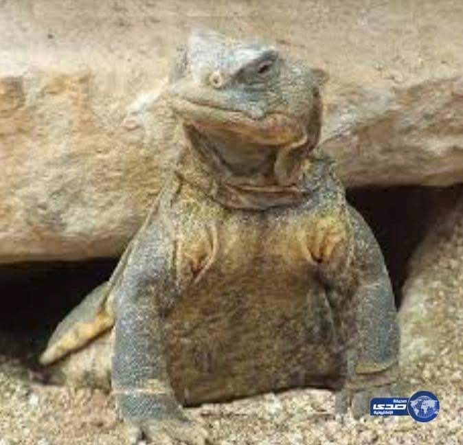 «النمر» يُحذِّر مرضى السكر و الضغط من تناول لحم الضب