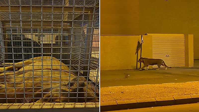 القوات الخاصة للأمن البيئي تسيطر على أسد في أحد أحياء الرياض(صور)