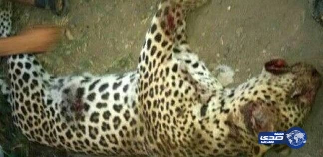 نمر يلتهم طفلاً بقرية مصرية